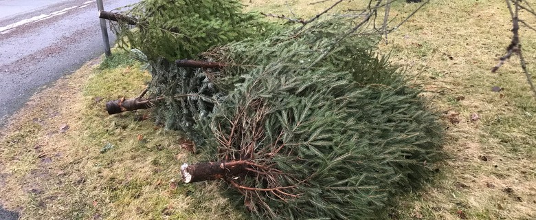 Gamla julgranar som ligger i en hög