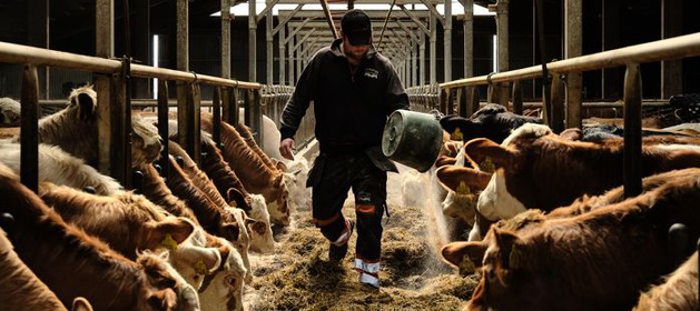 En lantbrukare som utfordrar kor inomhus.