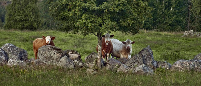 Tre kor som tittar fram bakom en stengärdesgård.